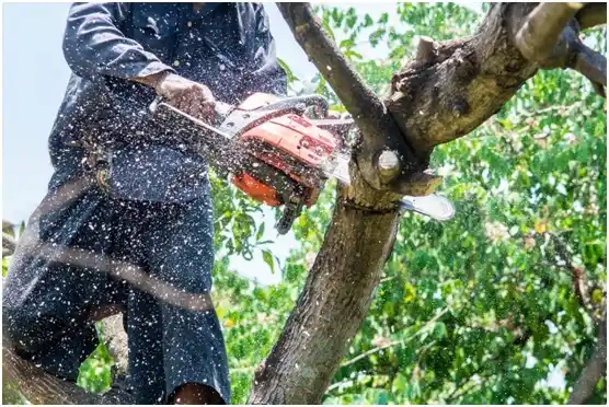 tree services Bushyhead